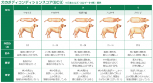 犬② ＢＣＳ